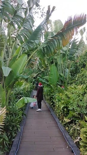 Ornamental Banana Plant 122425