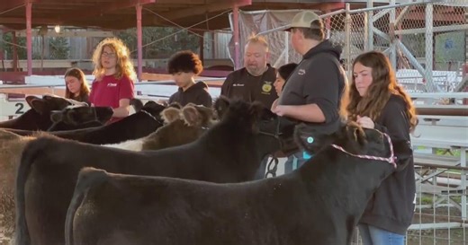 Santa Clara County Fair schedule affecting Future Farmers of America students