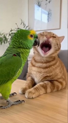 Crazy Animals "slow to speak, slow to wrath"„Sei langsam zum Reden, langsam zum Zorn.“ #cat #parrot