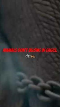 No More Chains 🐘🔥 | Stop Circus Animal Cruelty