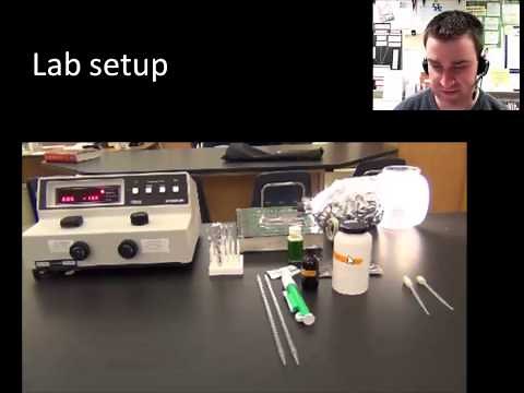 Investigation 5 - photosynthesis (AP biology)