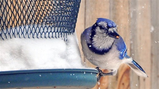As the garden winds down, it's time to care for winter-prepping birds