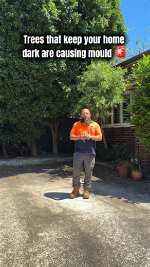 Dark trees = mould risk 🚨 Let the sunlight in! 📞 (02) 9773 1868 or 0419 986 570 🌐 truebluetreelopping.com.au￼ #mouldrisk #sydneytreeremoval #sydneytreelopping #treepruning #lillypilly #treeloppingsydney #housemoulding #arboristsydney #treeexperts | True Blue Tree Lopping PTY LTD