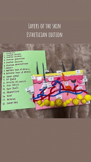 Esthetician Edition: Layers of the Skin Project Ideas
