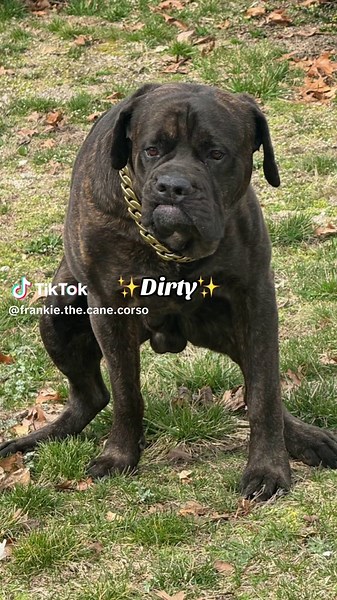 Understanding Your Dog's Unique Personality Traits