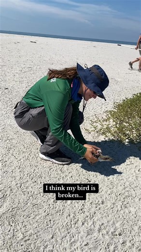 Failed Black Skimmer banding release 🤦🏼‍♀️ (Handled with permission under USFW permit) #birdbanding #islandlife #fieldwork #wildlife #conservation #biologist #fail #gulfcoast