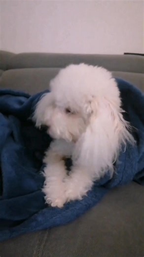 Antonio Longo su TikTok