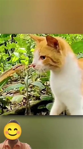 why do cats win to snakes 👍 #cat #facts