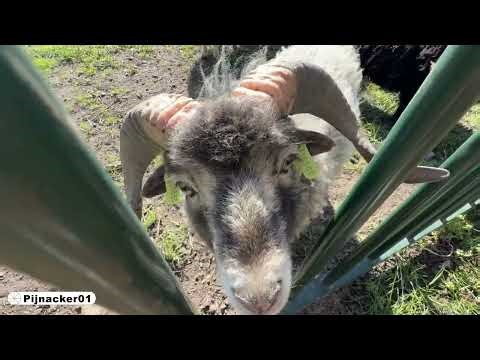 Drenthe Heath Sheep Meet My Dog | Spring Birds in Holland