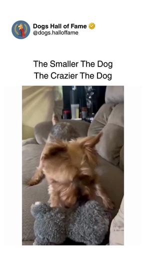 Dogs • Cute Dogs • Dog Videos on Instagram: "The universal truth that smaller dogs contain exponentially more chaos — with Yorkshires leading the insanity charge despite their tiny adorable frames. One second there's a pocket-sized dog that fits in purses, the next they're displaying aggression, energy, and attitude levels completely disproportionate to their actual size. The Napoleon complex energy, the fearless confrontations, the relentless barking — every moment showcases Yorkshires and smal