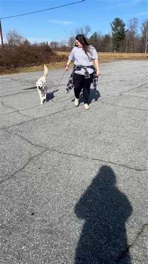 Moving from one shelter to another can be stressful. Luckily for our animals, there’s a team of caring staff and volunteers dedicated to making the transition as comfortable as possible! | Blue Ridge Humane Society