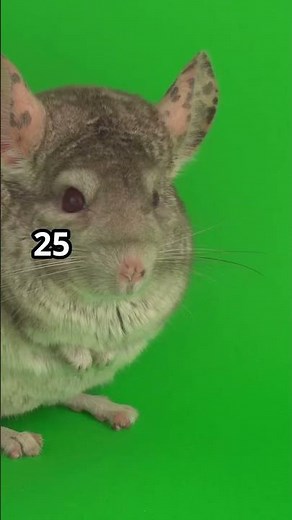 Why is the Chinchilla the Ideal Pet? Everything You Need to Know #chinchilla