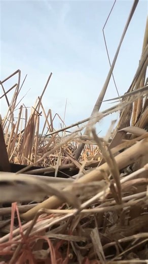 Goose hunting Kansas #fup