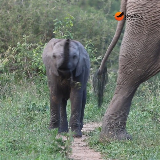 5.4K views · 153 reactions | Why do people love elephants? Is it because elephants are so endearing as babies, eager to explore and always in a rush? Or is it, perhaps, because elephants are capable of complex emotions like joy, anger, grief, compassion, and love? One thing we know for certain is that elephants never fail to make our guests smile when we spot them on safari. Why do you think people love elephants so much?  Simon Vegter | Wild Wings Safaris | Facebook