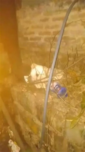 Noah's Ark Nagaland on Instagram: "‼️REUNITED ‼️ Gugu is back home safely This dog has been staying in these backyard for some time now.(4-8pm) We tried calling him and giving him food (even Pedigree), but he won’t eat or move. Since it’s very cold here in Kohima, we’re worried about his safety. If anyone has lost their dog.. Please contact at the given details Location is Middle A.G below Little Einstein Pre School,Kohima"