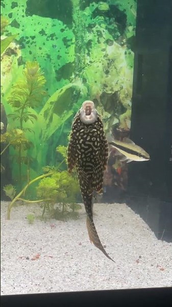 Pleco Fish Mimics Opera Singer || ViralHog