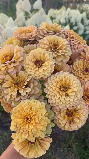 Erin Benzakein - Floret | An old videos of Zinnia Golden Hour in all its glory. At the time I filmed this we were working on growing out a big seed crop and I didn’t... | Instagram