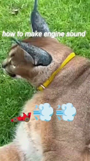 how to make engine sounds #cat #catmemes #funny #car #engine