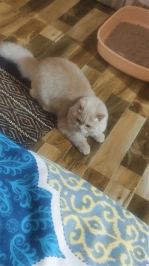 cat 😺 ke bare me important bate #vital#cat#shorts#shortsviral#short#viralvideo#viralreels#cute