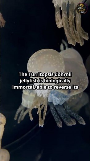 Jellyfish Facts That Will Blow Your Mind