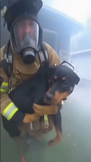 Hero Firefighter Saves 2 Dogs From A House Fire!