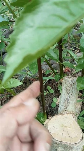 35 shares | Bonsai programing Bonsai processing. Bonsai technic. | Jonathan Janaya | Facebook