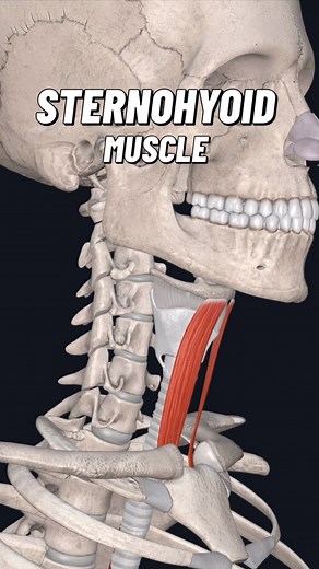 13K views · 236 reactions | The sternohyoid muscle is a thin,...