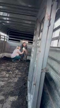 First time bottle feeding our abandoned bison calf