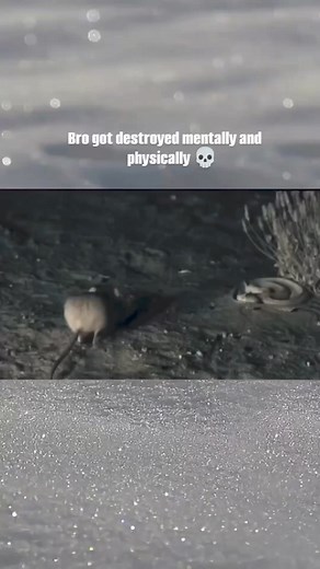 11K views · 167 reactions | World Meme Database on Reels | Facebook