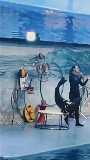 Seal 🦭🦭🥹Did funny Dance and Clapping👏🤣🤣#seal #wateranimals