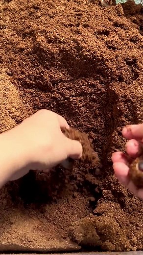 Exploring Snails in Soil: A Close-Up Interaction