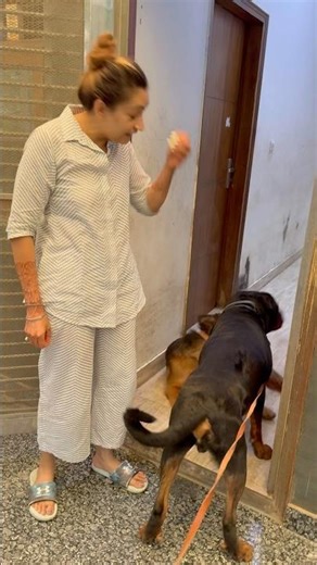 Rottweiler Bubzee Ne Kari German Shepherd Zoey Ke Saath Jabardasti Mating #shorts #dogs #rottweiler