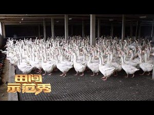 养鹅高手现场教学如何整改鹅舍！这样养出来的鹅成活率很高！丨「田间示范秀」20221024