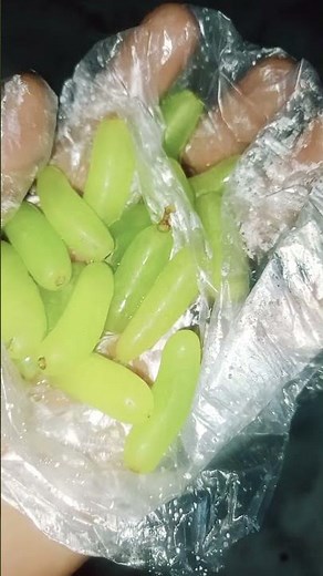 Steps of making Wine from grapes