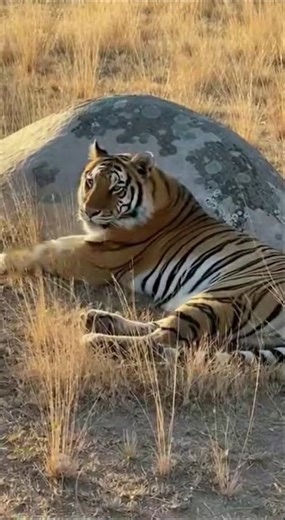 Tiger vs Lion Territory Battle Caught on Camera #wildlife #animals #survival