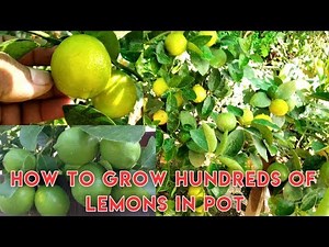 How To Grow Organic Lemon Tree in Pot. Proven Care Tips. kagzi Nimbu Veriety gives 100s of Lemons.