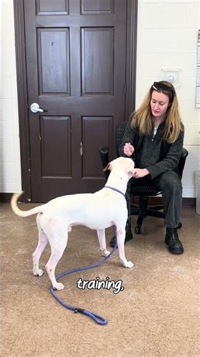 Canine Volunteer Programs