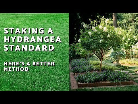 Staking A Hydrangea Standard - Here's A Better Method
