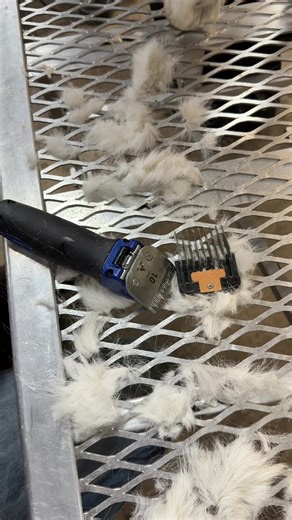 Clipping Boer Goat Wethers for Winter Care