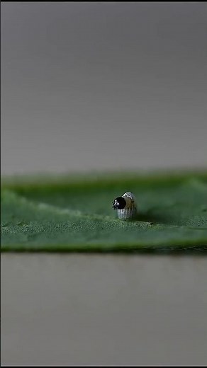 How a monarch caterpillar begins Its journey - Butterfly egg hatching
