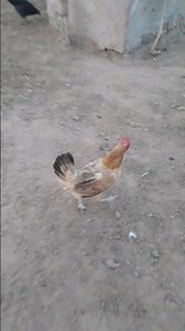 Chicken Running fast🤣😂 #youtube #youtubeshorts