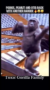 Pookie, Peanut & Otis back with another banger 🔥🔥🤣😂 #voiceover #gorillatag #comedy #skit #toxicgorillafamily #alquincewalker #funnyvoiceover #hiphop #bars #CapCut | Alquince So'stupid Walker