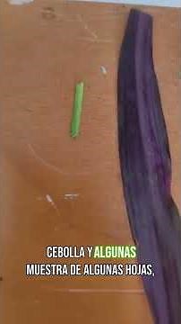 Así realmente son las células