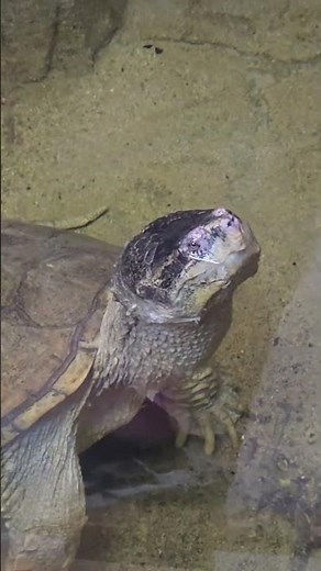 Guardians of the Shell: Ecology and Anatomy of the Turtle and Tortoise 😁