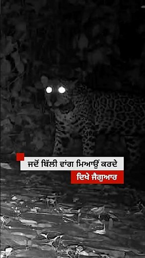 Brazil ’ਚ ਬਿੱਲੀਆਂ ਵਾਂਗ ਮਿਆਉਂ ਕਰਦੇ ਕੈਮਰੇ ਵਿੱਚ ਕੈਦ ਹੋਏ Jaguars | 𝐁𝐁𝐂 𝐏𝐔𝐍𝐉𝐀𝐁𝐈
