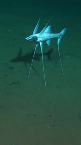 The tripod fish is one of the most deep-sea fish in the world, living at a depth of one thousand to six thousand meters. | Animals Videos