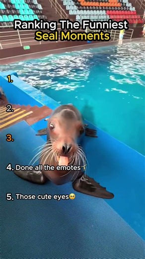 Ranking the funniest seal moments 😂🦭 #seals #funnyanimals #animalvideos #petshorts #shortsfeed