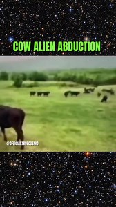 There's been multiple reports about Cow and other Livestock abduction and mutilation. This video shows what looks like a cow being lifted up into an unknown space craft. What are your thoughts? | True Cosmo