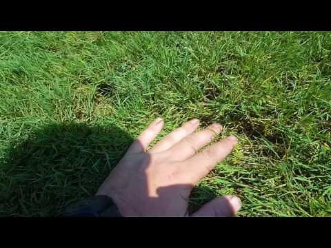 Identifying and controlling Creeping Bentgrass