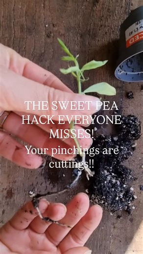 The Hampshire Seed Co. on Instagram: "THE SWEET PEA HACK EVERYONE MISSES — YOUR PINCHINGS ARE CUTTINGS. Every time you pinch your Sweet Peas (which you should — it gives you more stems and more flowers), you’re holding a free plant in your hand. Most growers throw them away… but those tiny tops root beautifully in winter and become identical clones of the parent. That means: 🌱 More plants 🌱 More long stems 🌱 More of your rare or expensive varieties 🌱 Zero extra seeds needed Want the full ste